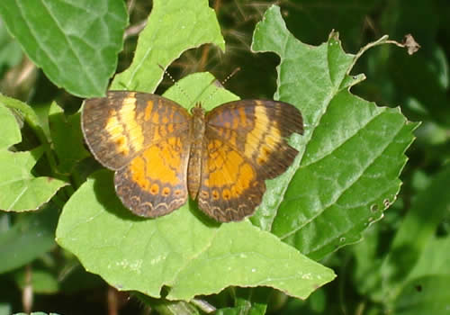 mariposa en moyobamba san francisco