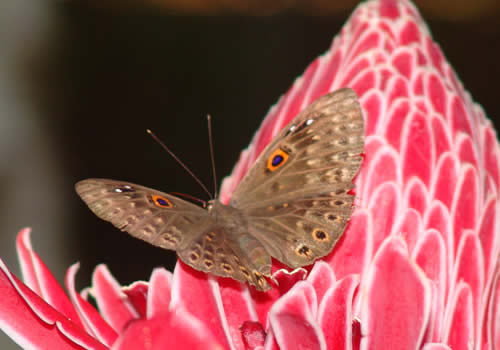 mariposa buho san francisco moyobamba