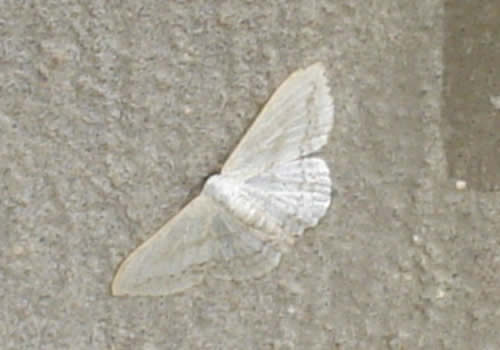 mariposa blanca de moyobamba
