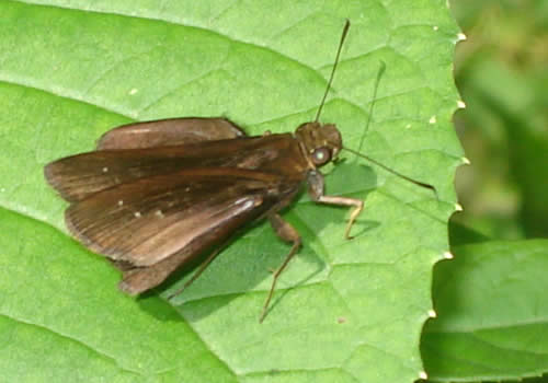 mariposa del jardin botanico san francisco