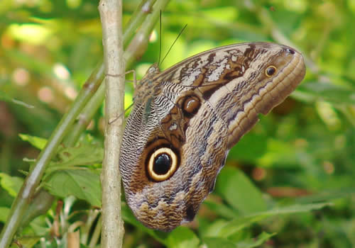 mariposa buho jardin botanico san francisco moyobamba peru