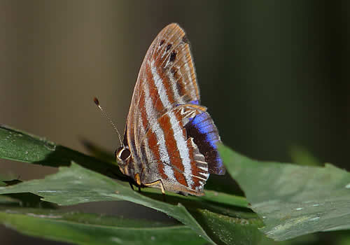 mariposa de colores