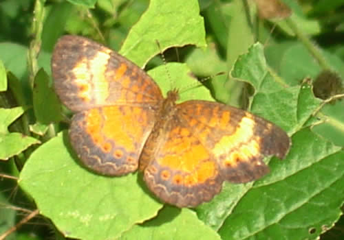 mariposa en el jardin botanico san francisco