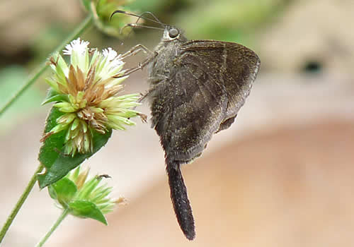 mariposa alimentandose del nectar