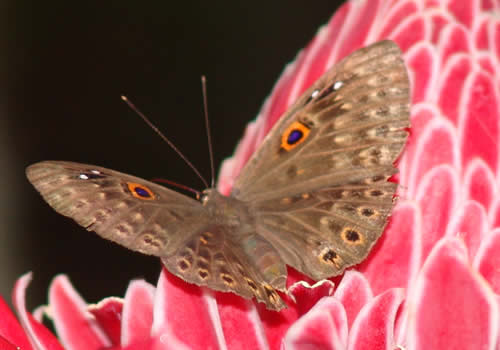 mariposa reposando en el baston del emperador moyobamba