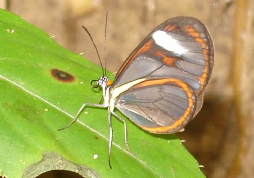 mariposa de moyobamba peru
