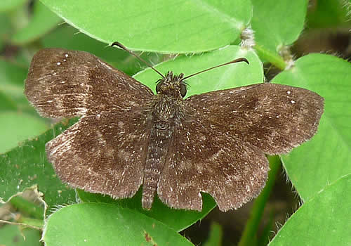 mariposa marron