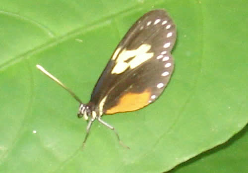 mariposa del barranco san francisco de moyobamba peru