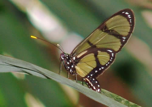 mariposa peru