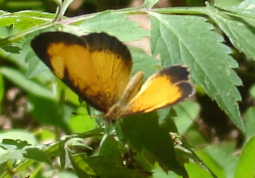 mariposa moyobamba peru
