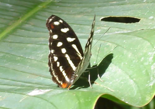 mariposa en el jardin botanico san francisco de moyobamba peru