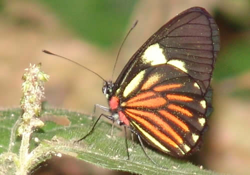 mariposa