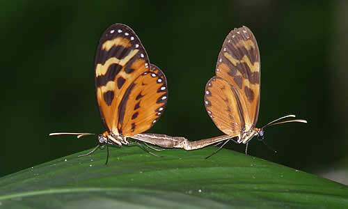 mariposas en apareamiento
