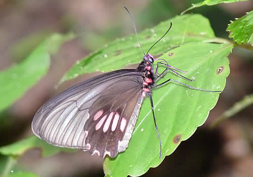 mariposas peru