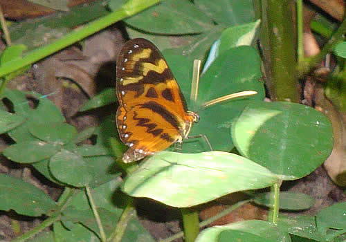 mariposas