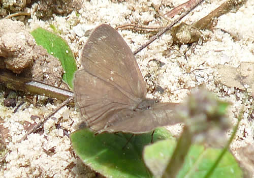 mariposa de color marron