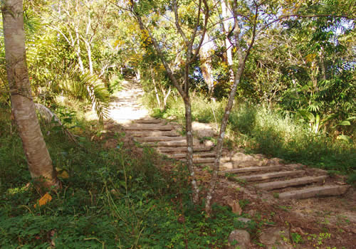 camino en el jardin botanico